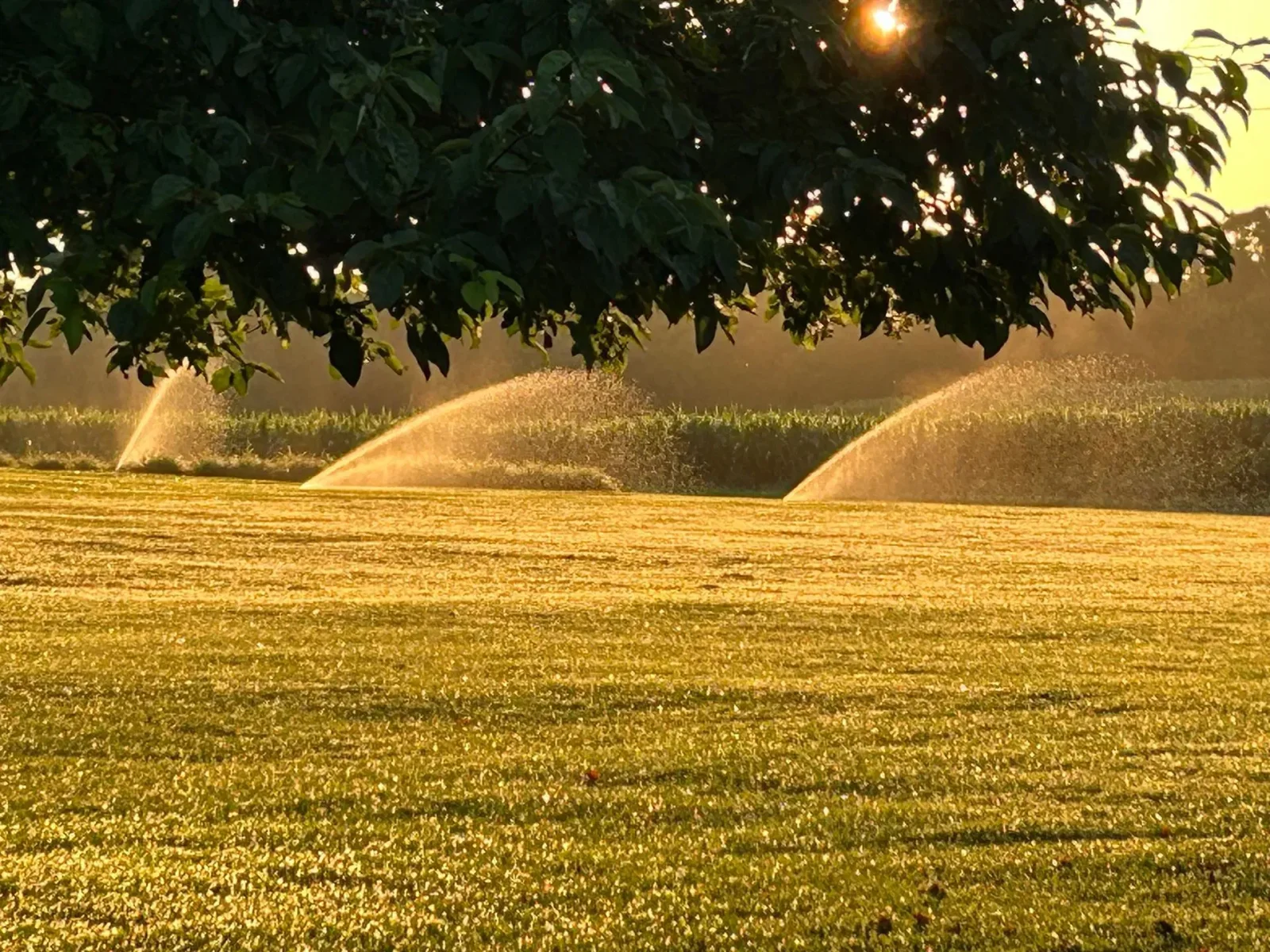 Irrigation system installation with sprinkler heads and underground lines in a residential yard