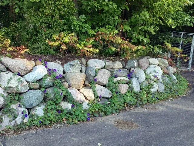 Stacked boulder retaining wall with purple flowers and groundcover plantings
