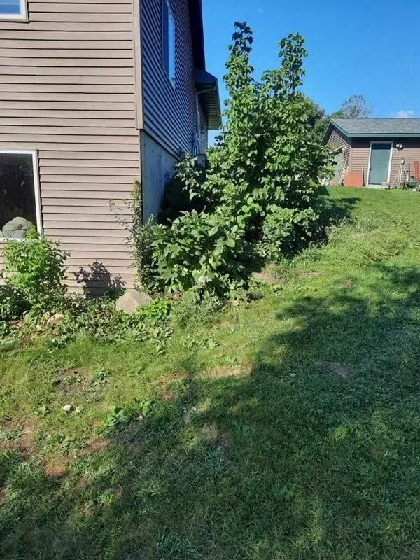 Cleared residential yard with sloped lawn, removed overgrown vegetation, and manicured turf