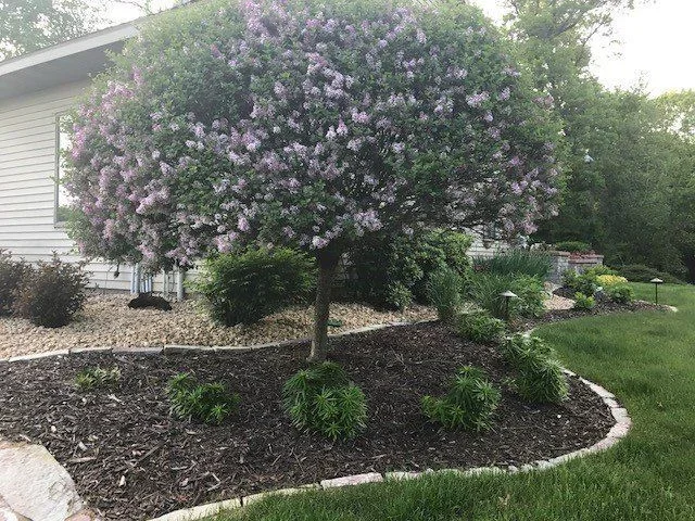 Mature lilac tree with purple blooms in mulched landscape bed with stone border edging