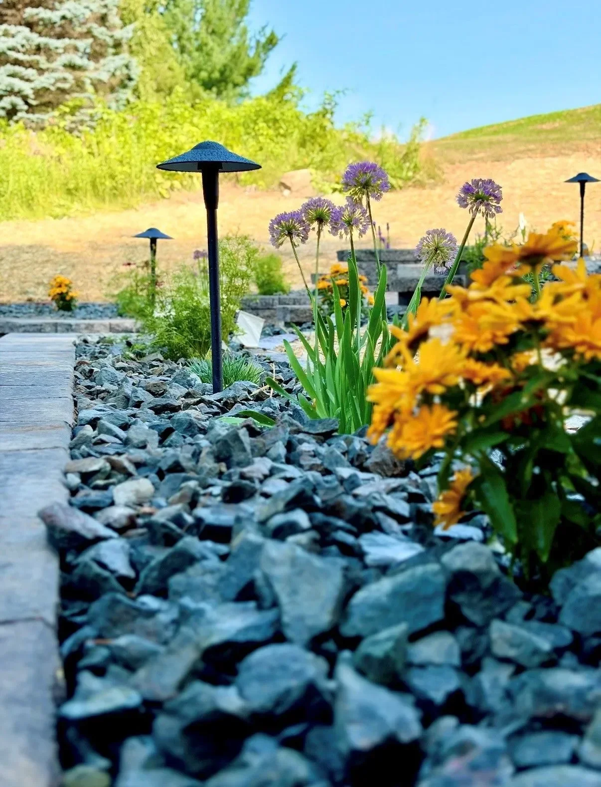 Hillside garden with purple alliums, yellow flowers, crushed stone mulch, and black landscape lighting